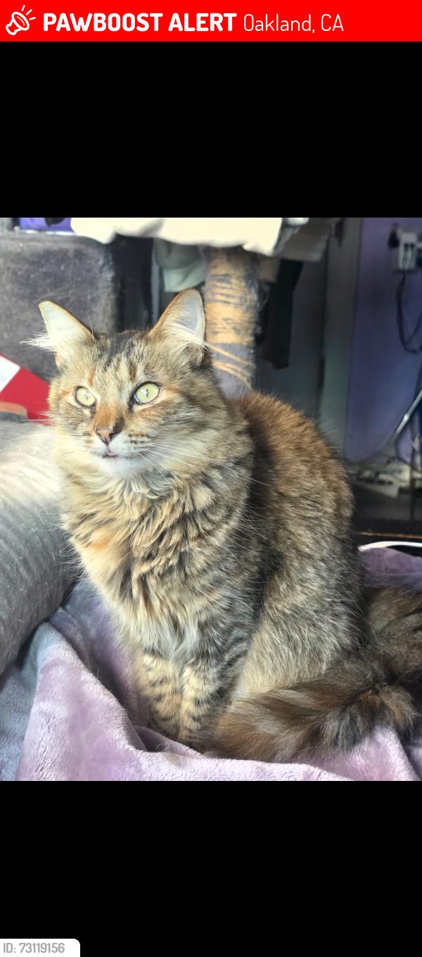 Lost Female Cat last seen Near 86th ave oakland, Oakland, CA 94621