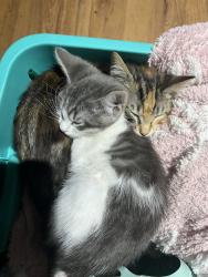 Lost Female Cat last seen Tyrrell and Schafer, Hayward, CA 94544