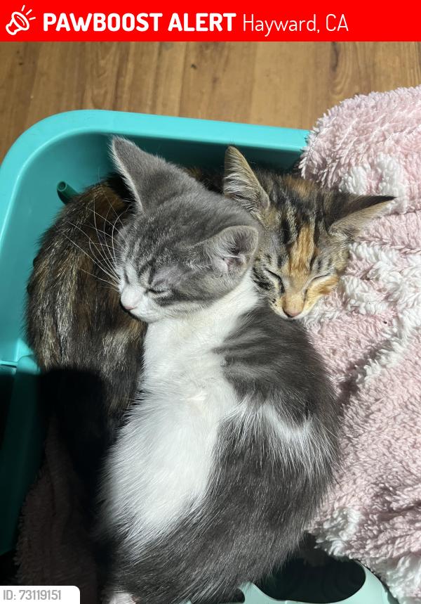 Lost Female Cat last seen Tyrrell and Schafer, Hayward, CA 94544