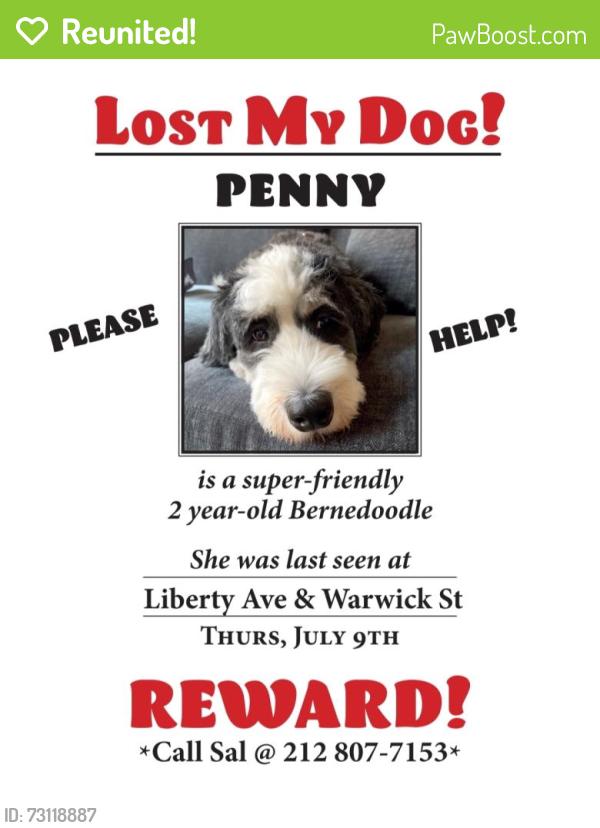 Reunited Female Dog last seen Near Liberty Ave, Brooklyn, NY 11207, USA, Brooklyn, NY 11207