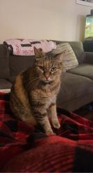 Reunited Female Cat last seen Near SW Autumnview St, Portland, OR 97224