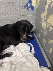 Lost Male Dog last seen Aspen, Albuquerque, NM 87112