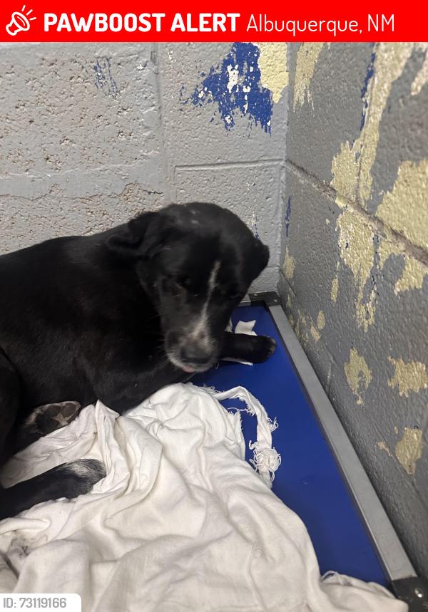 Lost Male Dog last seen Aspen, Albuquerque, NM 87112