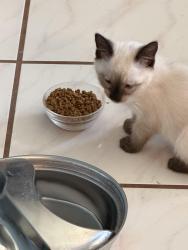 Lost Female Cat last seen Clear Springs and Spring Lake Drive just north of Crowley Park, Richardson, TX 75082