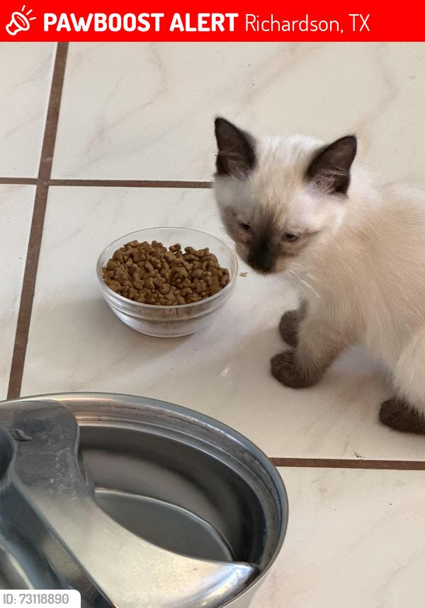Lost Female Cat last seen Clear Springs and Spring Lake Drive just north of Crowley Park, Richardson, TX 75082
