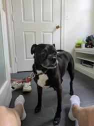 Found/Stray Unknown Dog last seen Pershing and N Bemiston, Clayton, MO 63105