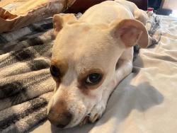 Lost Male Dog last seen Patrick Henry Parkway & Jodeco, McDonough, GA 30253