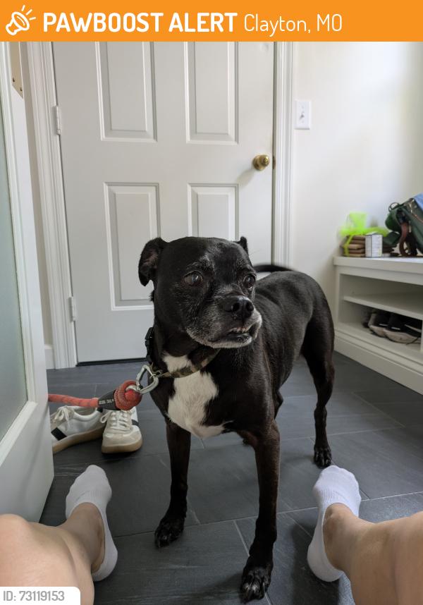 Found/Stray Unknown Dog last seen Pershing and N Bemiston, Clayton, MO 63105