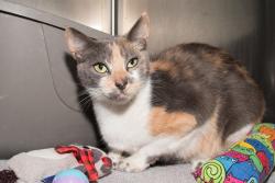Shelter Stray Female Cat last seen AIRPORT, 1640 9th St, Santa Monica, CA 90404, USA