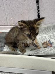 Shelter Stray Female Cat last seen WARE AVE, 2020 Forest St, Jacksonville, FL 32204, USA