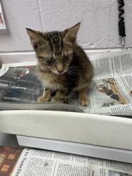 Shelter Stray Female Cat last seen WARE AVE, 2020 Forest St, Jacksonville, FL 32204, USA