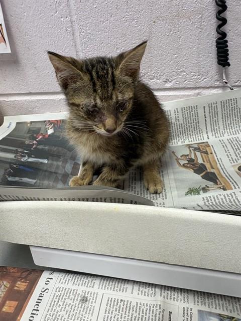 Shelter Stray Female Cat last seen WARE AVE, 2020 Forest St, Jacksonville, FL 32204, USA
