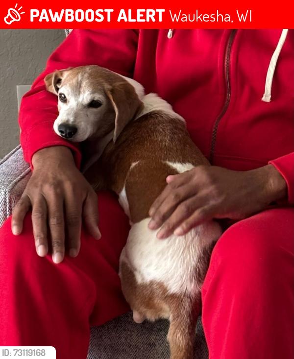 Lost Male Dog last seen Fox River Parkway and High Point Ln., Waukesha, WI 53189