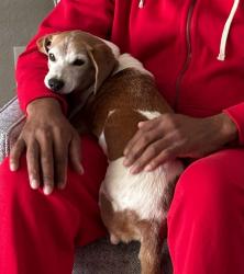 Lost Male Dog last seen Fox River Parkway and High Point Ln., Waukesha, WI 53189
