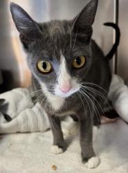 Shelter Stray Female Cat last seen , 957 N Gaffey St, San Pedro, CA 90731, USA