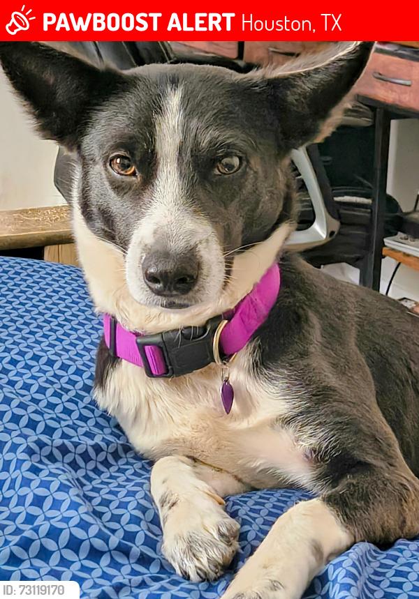 Lost Female Dog last seen Sierra Grande Dr, Houston, TX 77083
