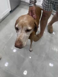 Reunited Unknown Dog last seen Near block Third Street, Redington Beach, FL 33708