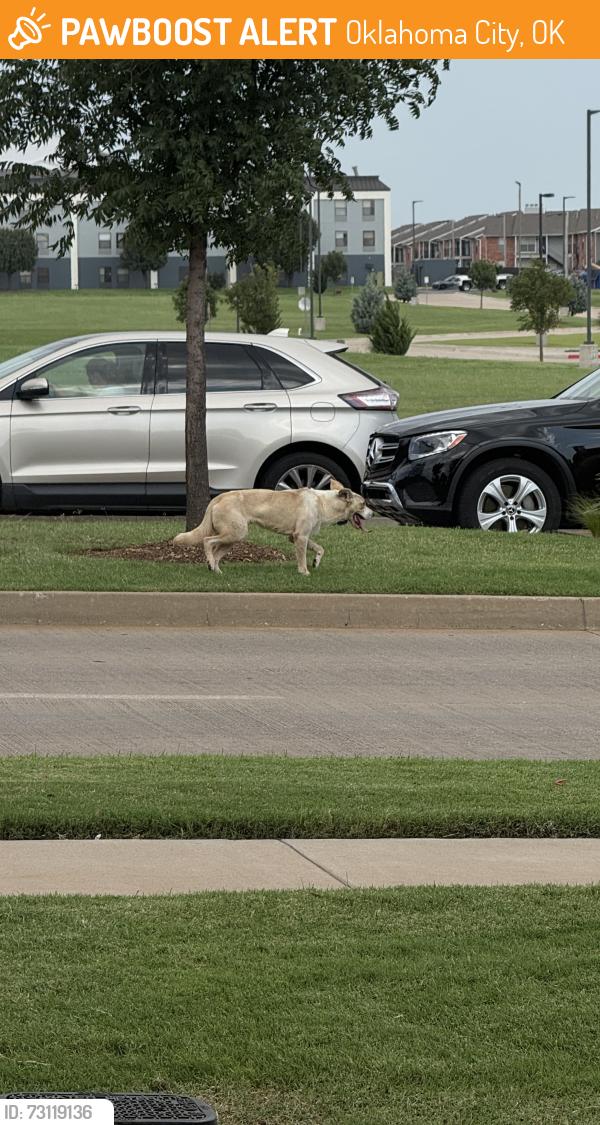 Found/Stray Unknown Dog last seen Nearby Address: 13221-13209 Cedar Springs Rd, Oklahoma City, OK 73120, Oklahoma City, OK 73120