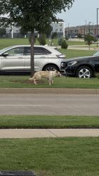 Found/Stray Unknown Dog last seen Nearby Address: 13221-13209 Cedar Springs Rd, Oklahoma City, OK 73120, Oklahoma City, OK 73120