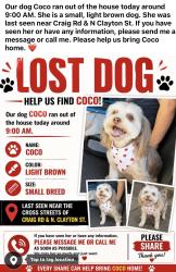 Lost Female Dog last seen Craig and Clayton, North Las Vegas, NV 89032
