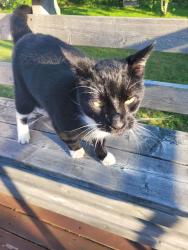 Reunited Unknown Cat last seen On Polara Dr, in a yard bordering the Sobeys on First Lake Dr, Lower Sackville, NS 