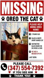 Lost Male Cat last seen Church and Snyder, Brooklyn, NY 11203