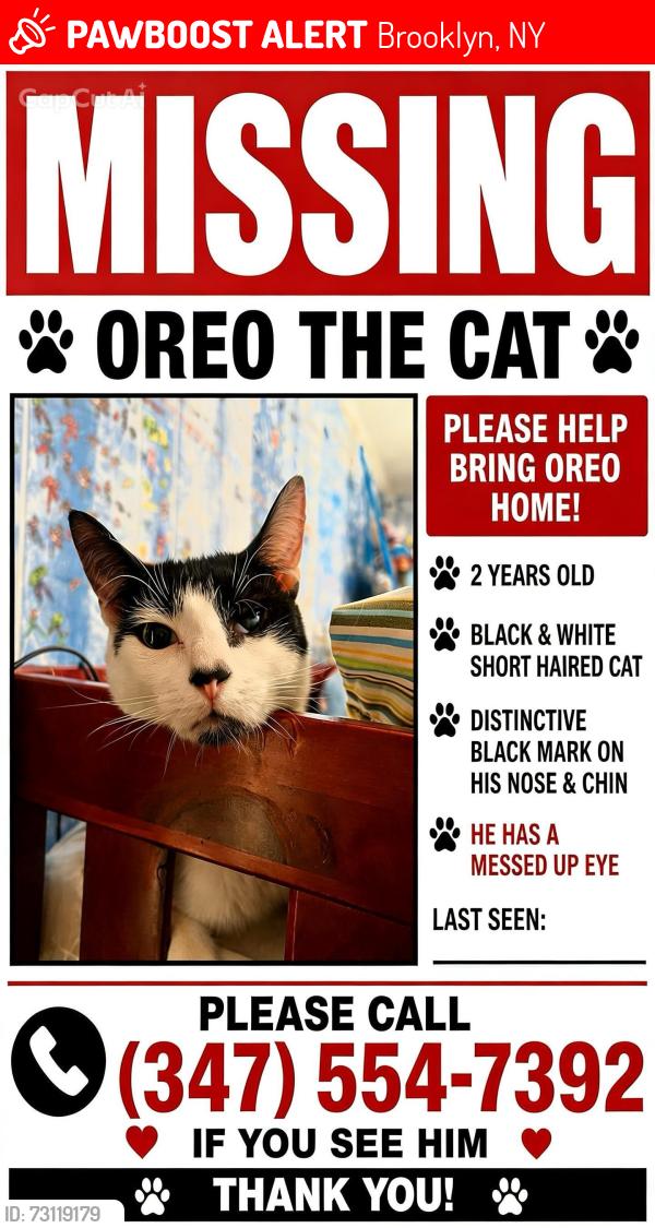 Lost Male Cat last seen Church and Snyder, Brooklyn, NY 11203