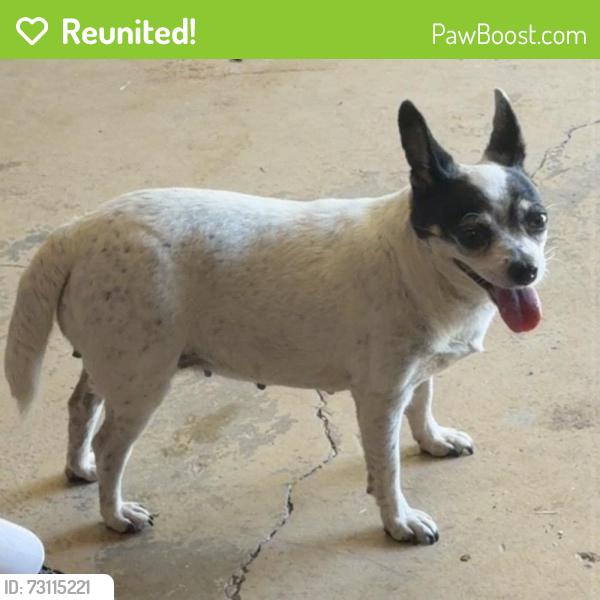 Reunited Female Dog last seen Wells Cir, Douglasville, GA 30135, USA, Douglasville, GA 30135