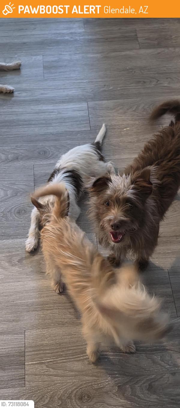 Found/Stray Male Dog last seen Near N 55th Ave, Glendale, AZ 85301, Glendale, AZ 85301