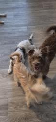 Found/Stray Male Dog last seen Near N 55th Ave, Glendale, AZ 85301, Glendale, AZ 85301