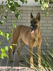 Found/Stray Female Dog last seen Santa Rosa Mine Es, Riverside County, CA 92570