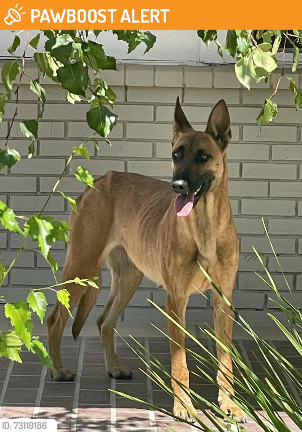 Found/Stray Female Dog last seen Santa Rosa Mine Es, Riverside County, CA 92570