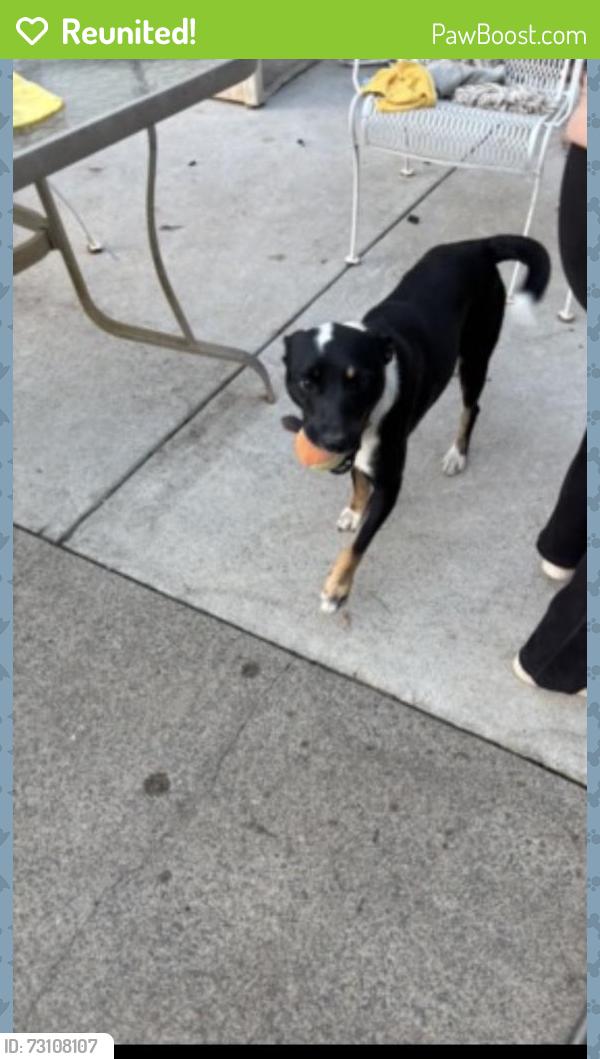 Reunited Male Dog last seen Hidden creek rd 27127 by Sheetz, Winston-Salem, NC 27127