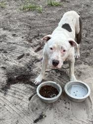 Found/Stray Male Dog last seen Near ace hardware, Keystone Heights, FL 32656