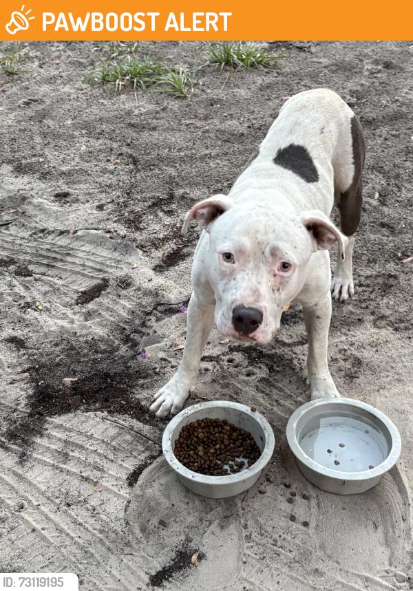 Found/Stray Male Dog last seen Near ace hardware, Keystone Heights, FL 32656