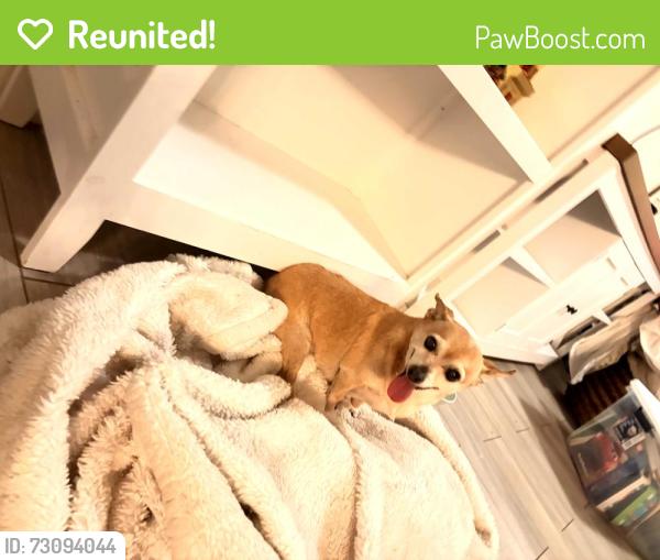 Reunited Female Dog last seen Adams and Garfield, Riverside, CA 92504