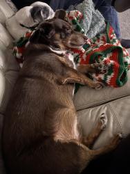 Reunited Male Dog last seen Near Elm Ln, Terrace Park, OH 45174, USA, Terrace Park, OH 45174