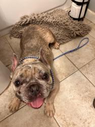 Found/Stray Male Dog last seen Heritage Hill Ledro Street, Cincinnati, OH 45246