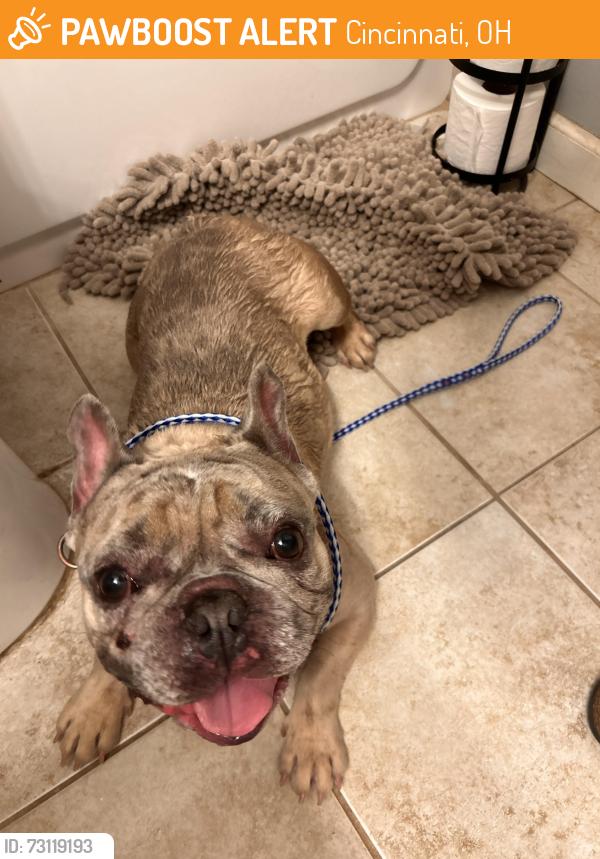 Found/Stray Male Dog last seen Heritage Hill Ledro Street, Cincinnati, OH 45246