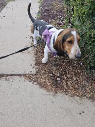 Reunited Male Dog last seen Corona St and 91st Ave, Thornton, CO 80229