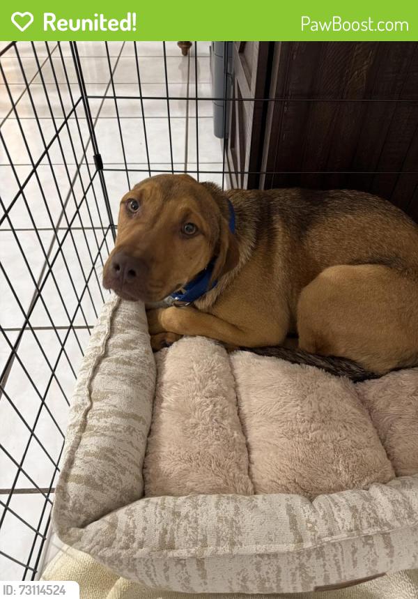 Reunited Male Dog last seen The Seven Boca, Boca Raton, FL 33428