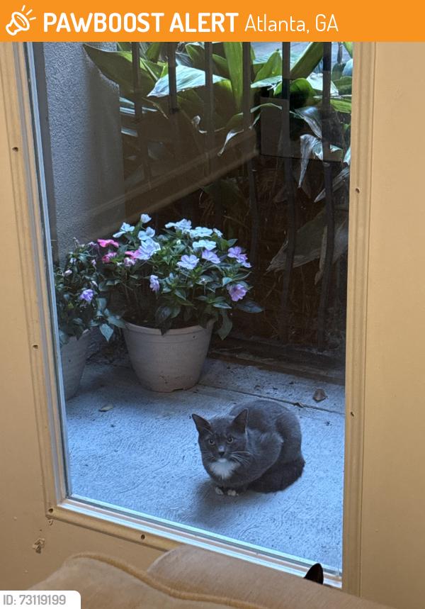 Found/Stray Unknown Cat last seen apmt building, Atlanta, GA 30319