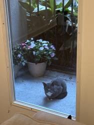 Found/Stray Unknown Cat last seen apmt building, Atlanta, GA 30319