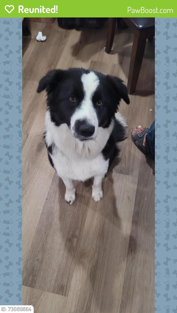 Reunited Female Dog last seen Hatch rd and Ustick rd, Modesto, CA 95351