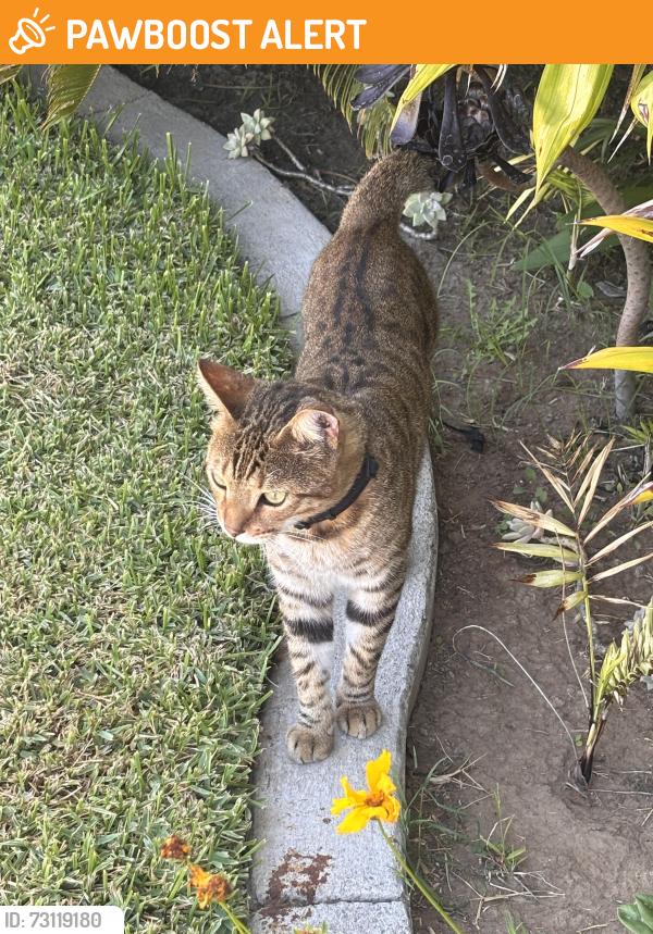 Found/Stray Unknown Cat last seen Beach and Ellis, Huntington Beach, CA 92646