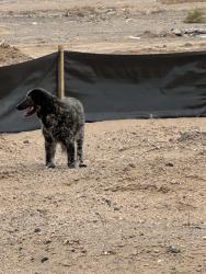 Found/Stray Unknown Dog last seen Kimmick Dr NW, Albuquerque, NM 87114