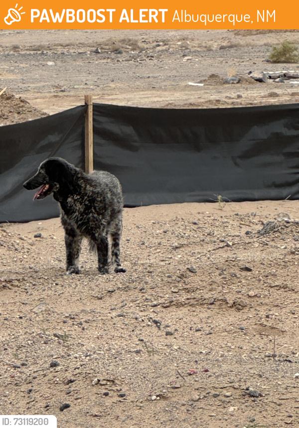 Found/Stray Unknown Dog last seen Kimmick Dr NW, Albuquerque, NM 87114