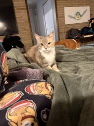 Lost Female Cat last seen Harden Dr and Union Ave, Owosso, MI 48867