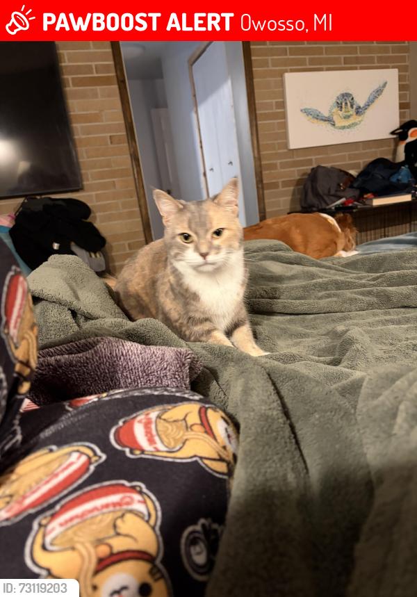 Lost Female Cat last seen Harden Dr and Union Ave, Owosso, MI 48867
