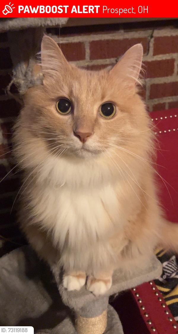Lost Male Cat last seen Near owens road west, prospect, ohio, Prospect, OH 43342